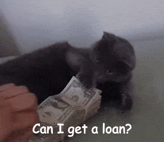 A cat with money meme